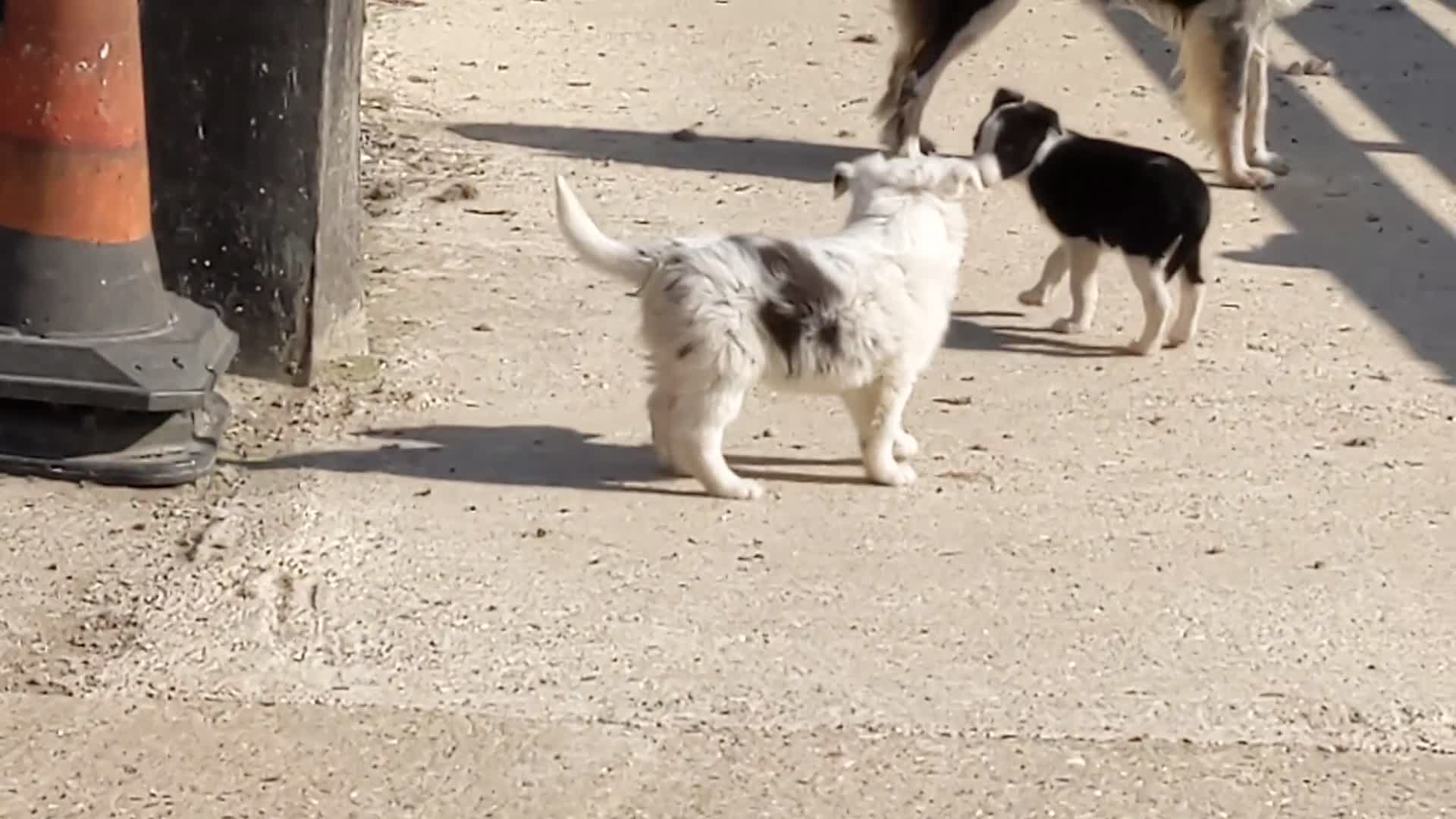Border Collie dogs for sale: Border Collie puppies  - Video 1