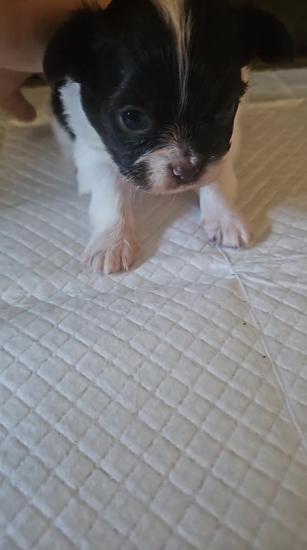 Chihuahua dogs for sale: Full pedigree long coat chihuahua lilac/chocolate - Video 3