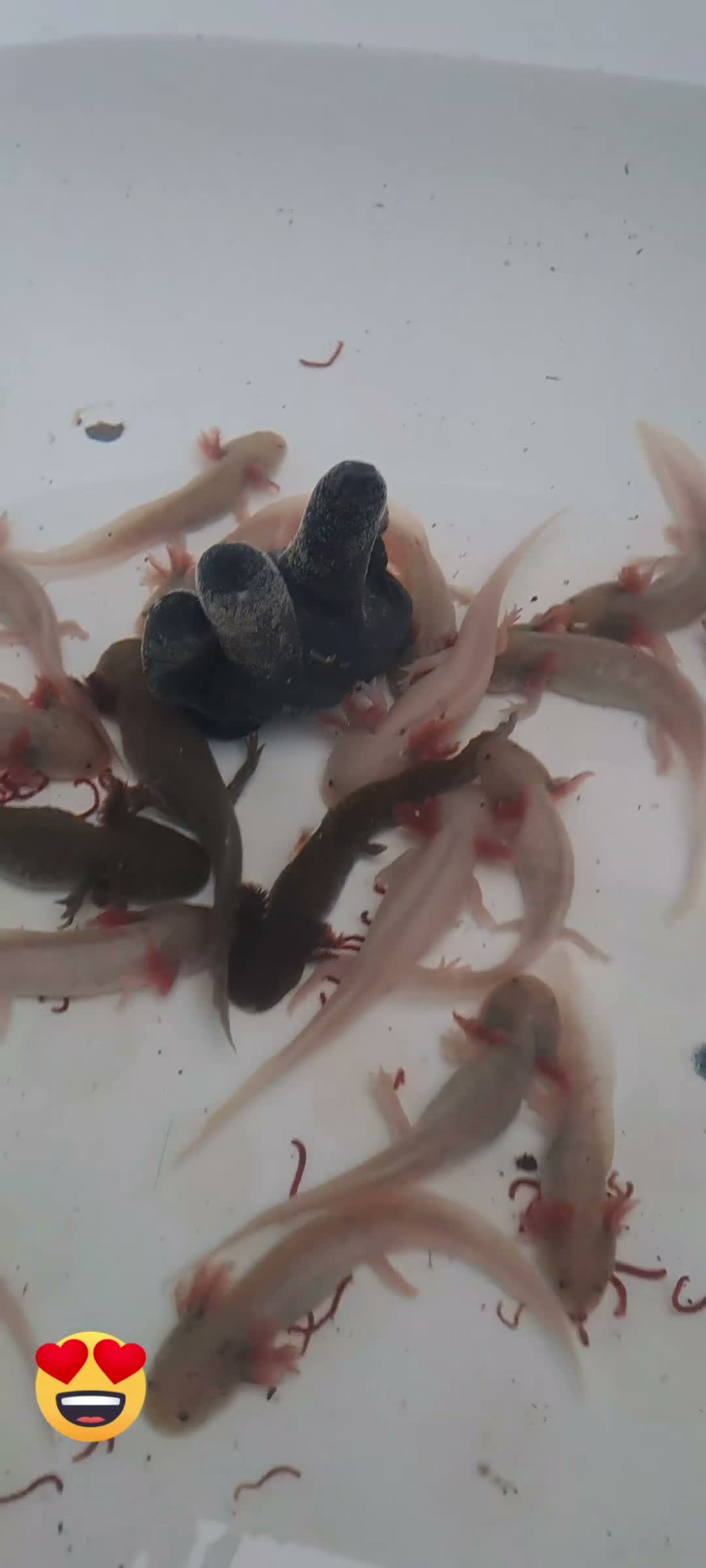 Axolotl reptiles for sale: Baby axolotls - Video 1
