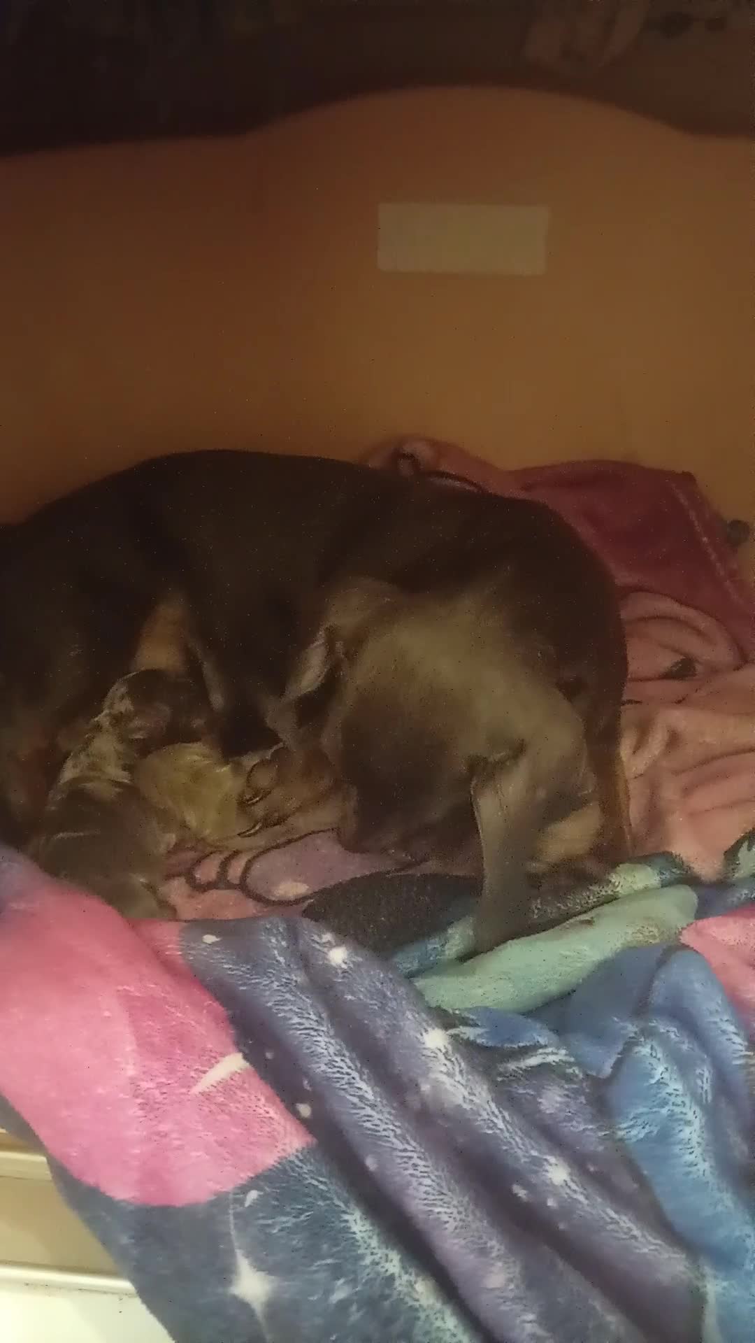 Dachshund dogs for sale: Puppy  in Bolton - Video 1