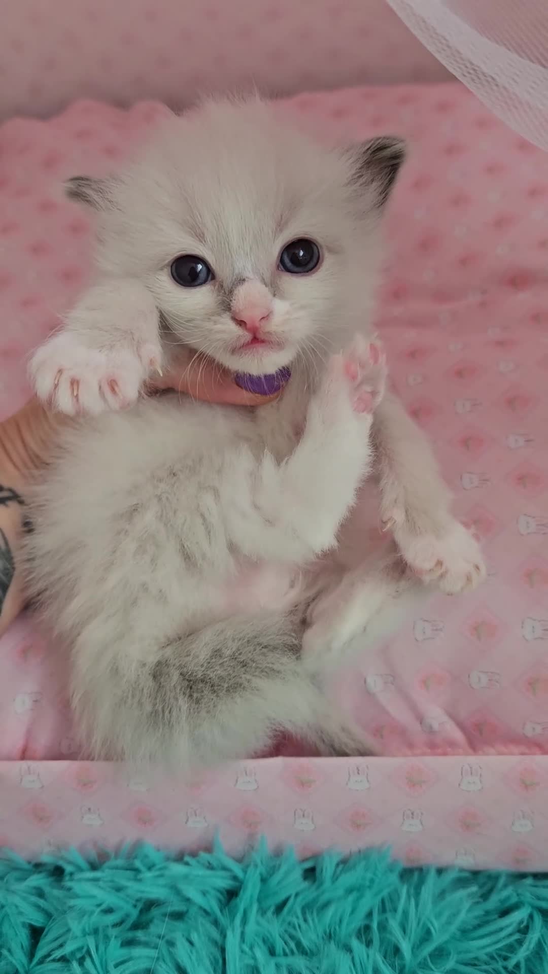 Ragdoll cats for sale: 3 Tica Ragdoll (Cherubim)Championship kittens  - Video 1