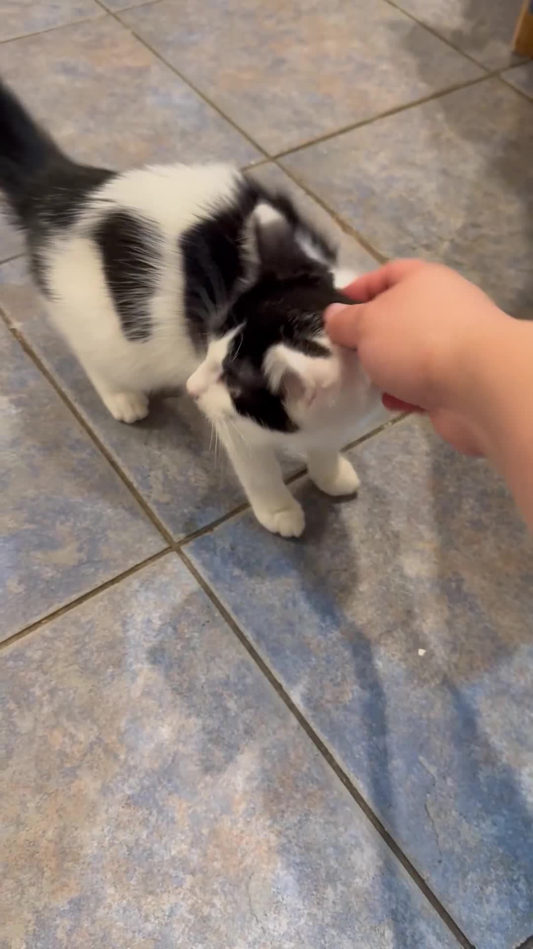 Mixed Breed cats for sale: 16wk old kitten  - Video 1