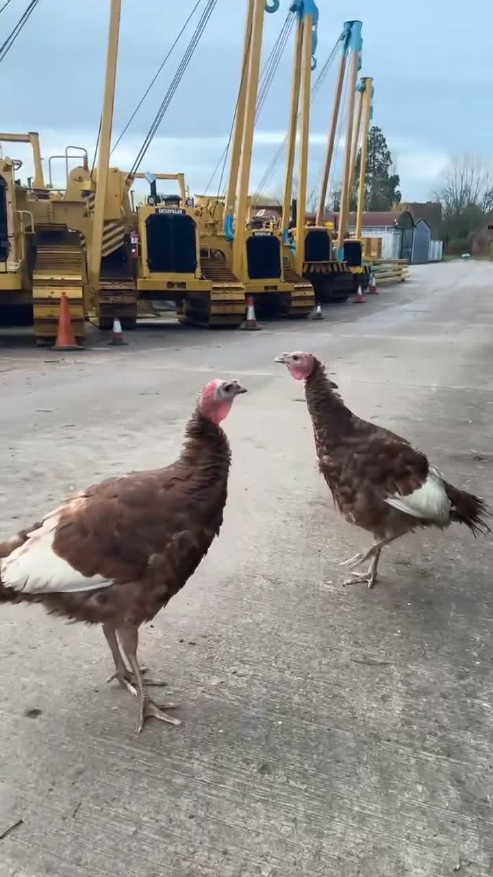 Turkeys poultry for sale: Turkeys  - Video 1