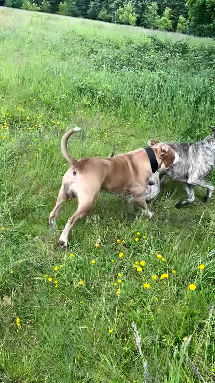 Cane Corso dogs for stud: Reverse Brindle Cane Corso Stud - Video 3