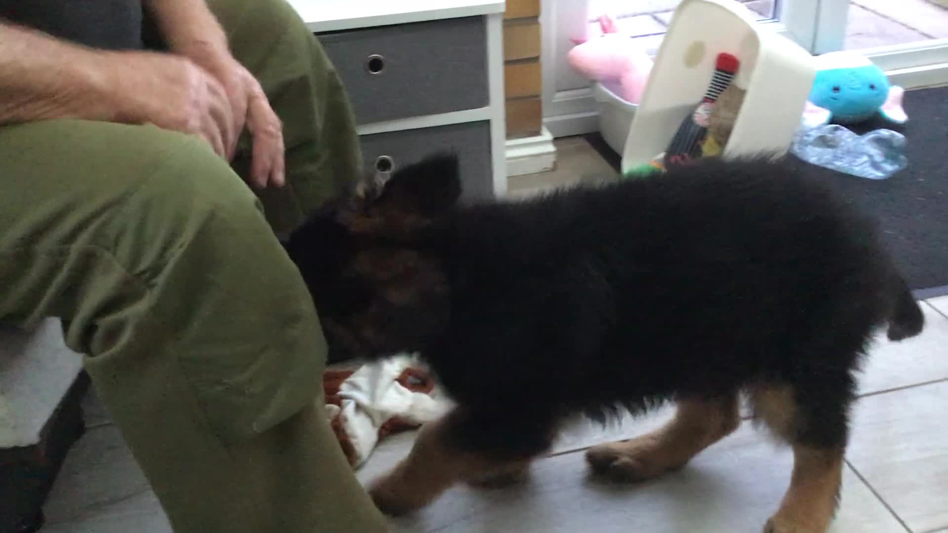German Shepherd dogs for sale: 12 weeks German Shepard  - Video 1