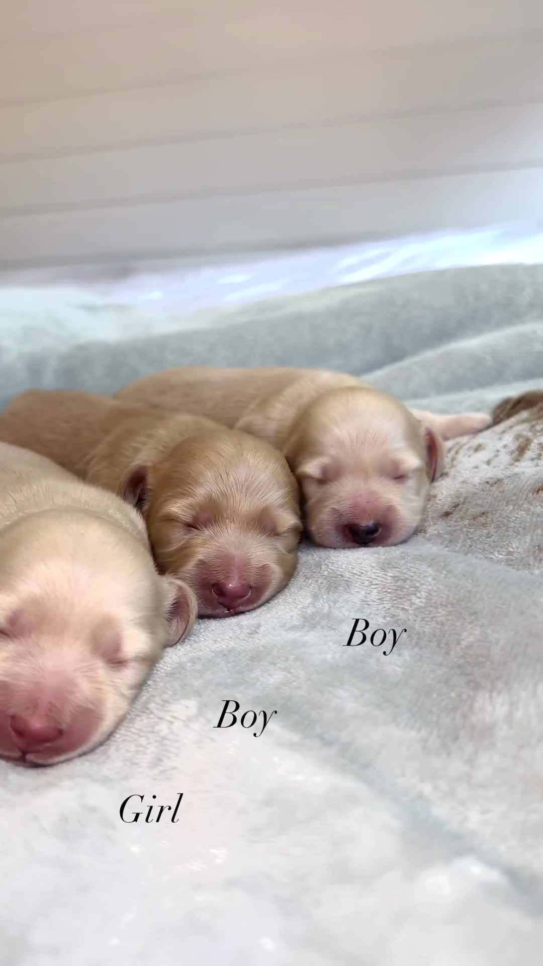 Miniature Dachshund dogs for sale: CREAM MINIATURE DACHSHUNDS💛 - Video 1