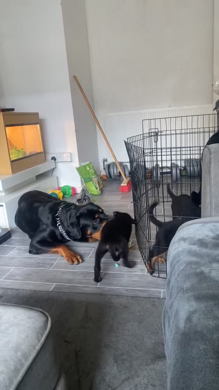 Rottweiler dogs for sale: Lewis Ballington - Video 1