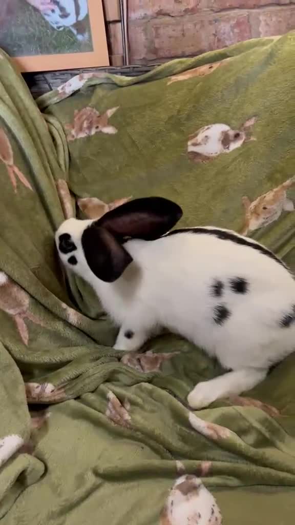 Continental Giant rabbits for sale: Georgeus Giant Papillon Babies - Video 2