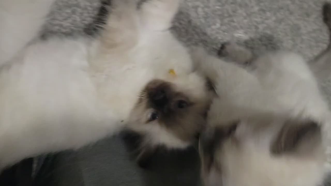 Ragdoll cats for sale: 4 Ragdoll kittens from a loving home  - Video 1