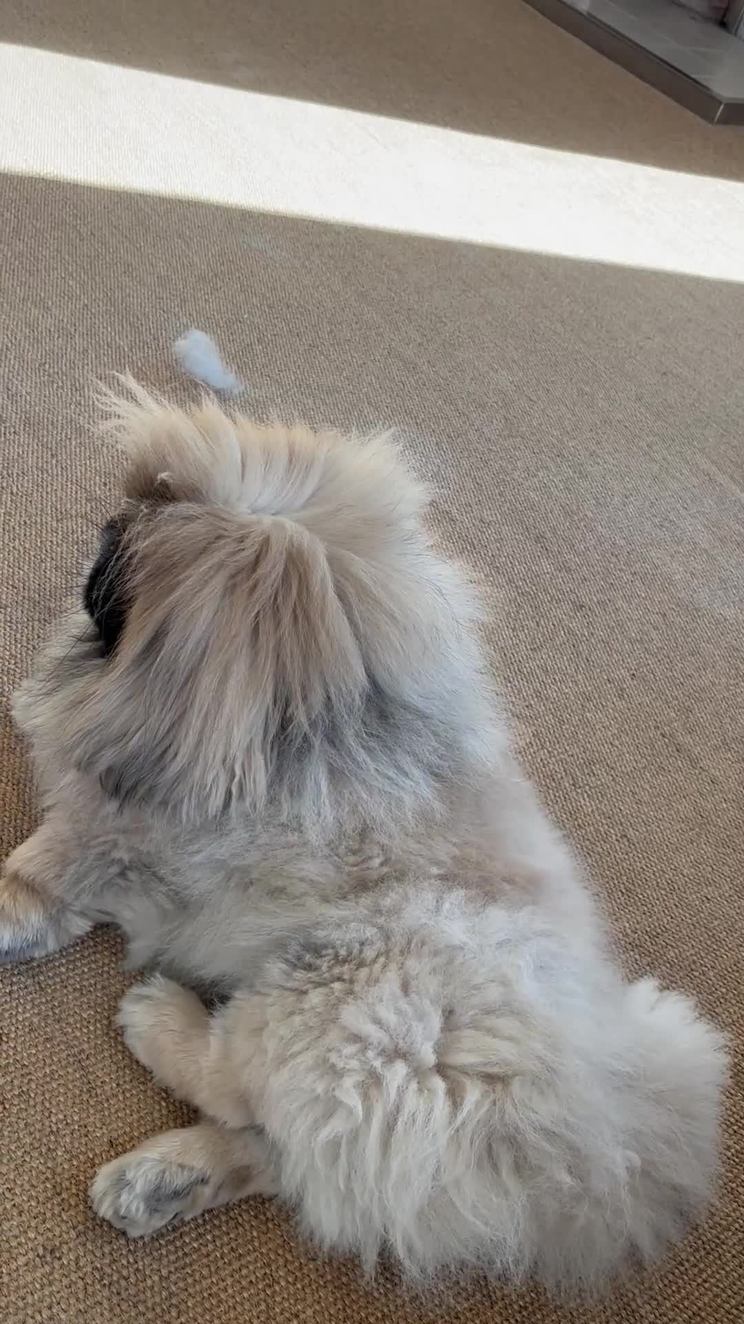 Pekingese dogs for sale: Loving playful pekingese boy Bowie  - Video 1