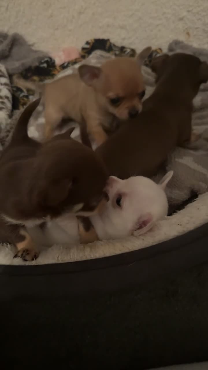 Chihuahua dogs for sale: Chihuahua puppies! - Video 2