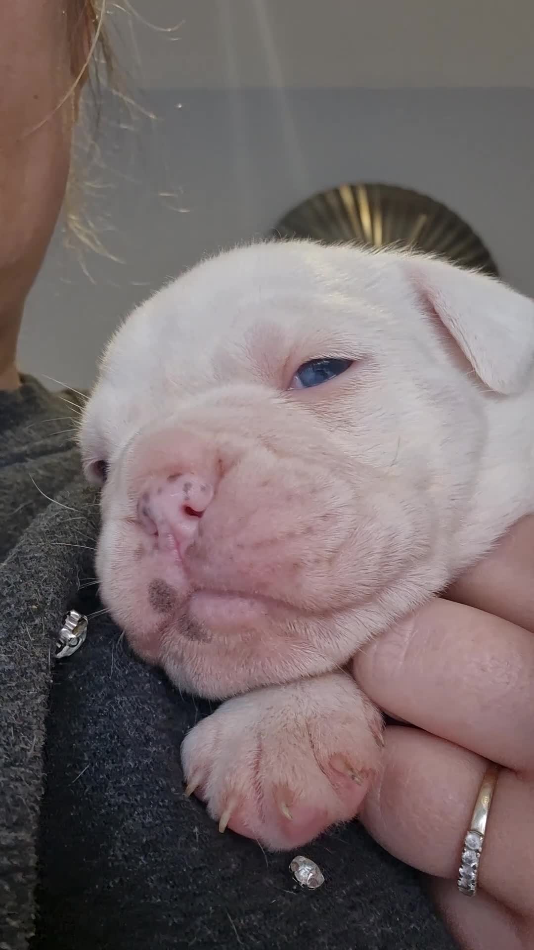 Olde English Bulldogge dogs for sale: Stunning litter of Olde English Bulldogge puppies  - Video 1