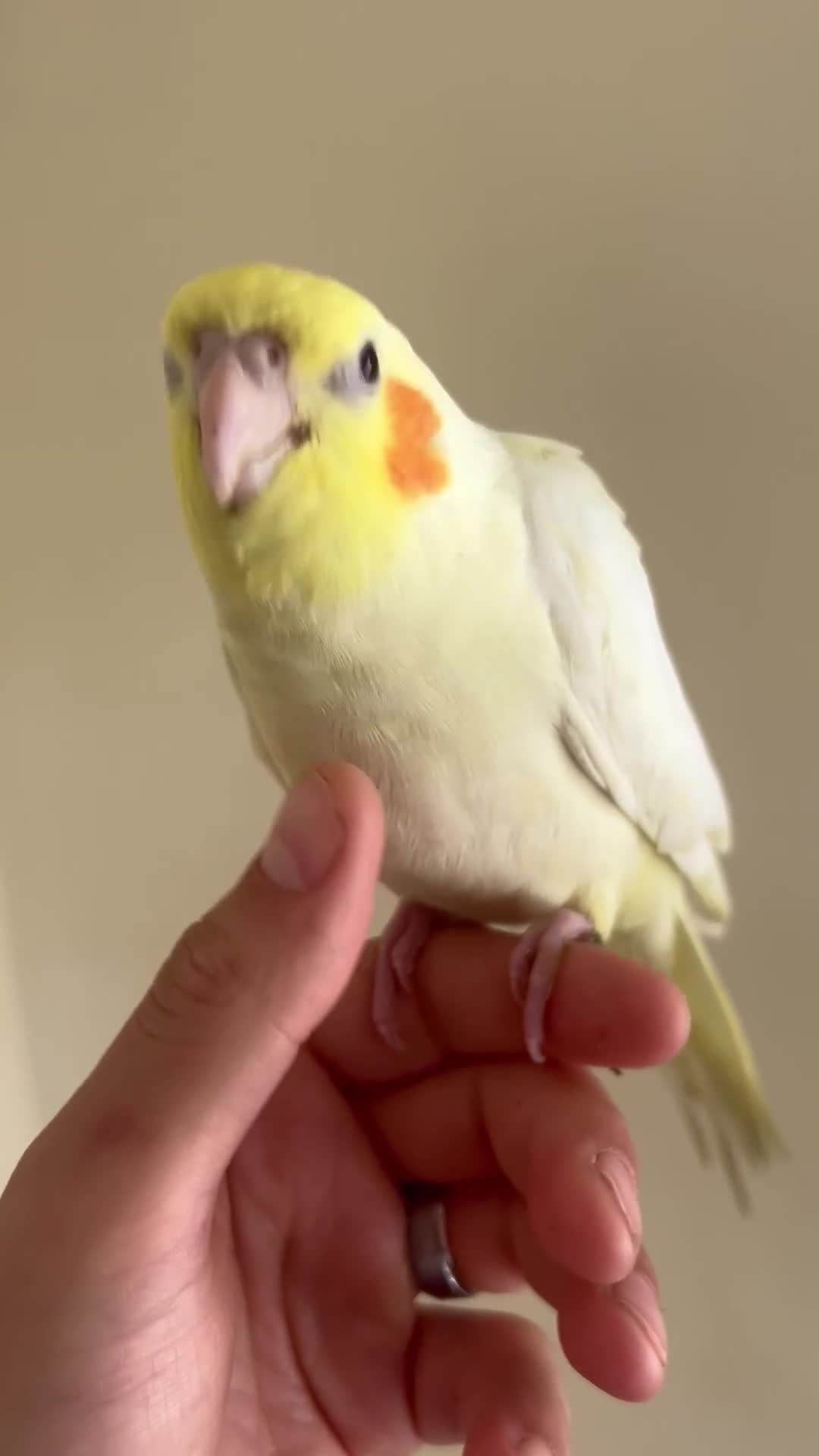 Cockatiels birds for sale: Hand reared cockatiels  in Swanage - Video 1