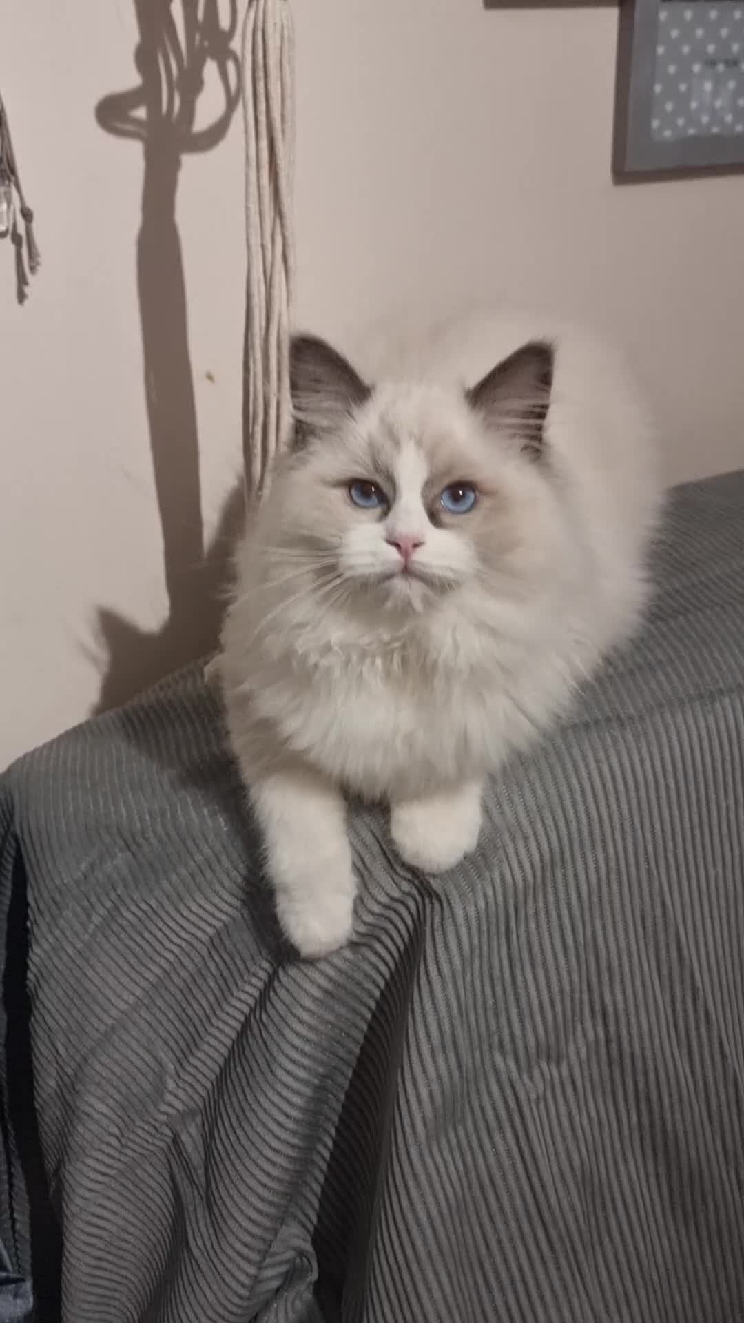 Ragdoll cats for sale: Pedegree stuning Ragdoll kittens - Video 1