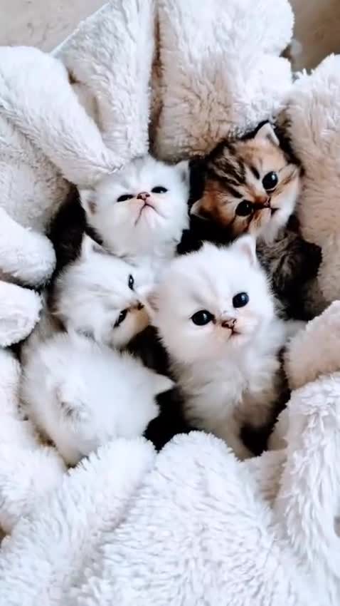 Persian cats for sale: Pure chinchilla Persians!!  - Video 3