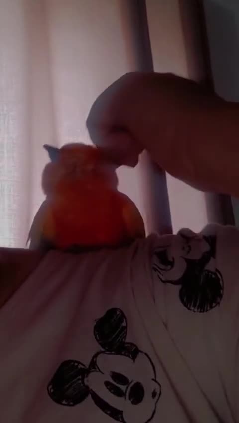 Conures birds for sale: Sun Conure  - Video 1