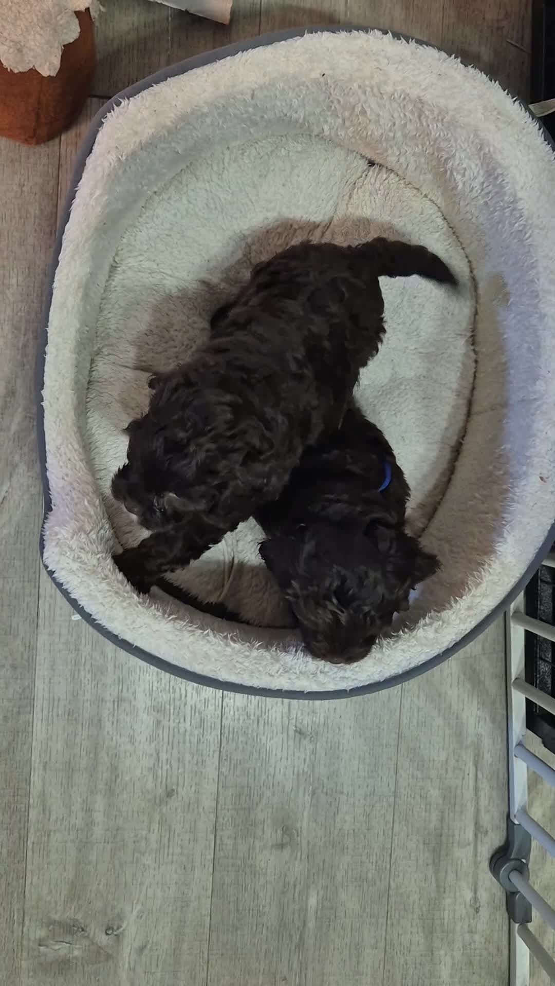Cavapoo dogs for sale:  Rare Mini f1 chocolate cavapoo - Video 3