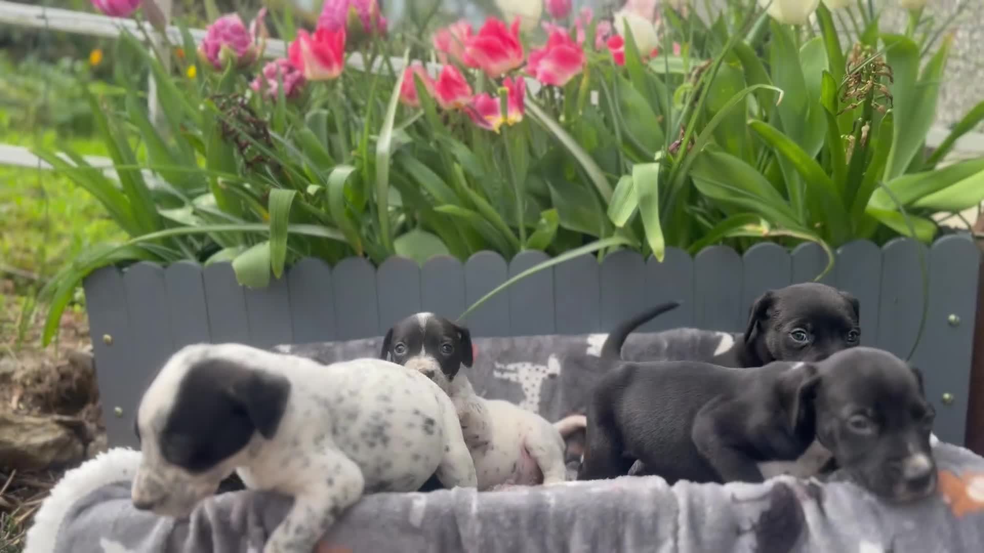 Mixed Breed dogs for sale: Adorable Dalmatian X Welsh Collie - Video 3