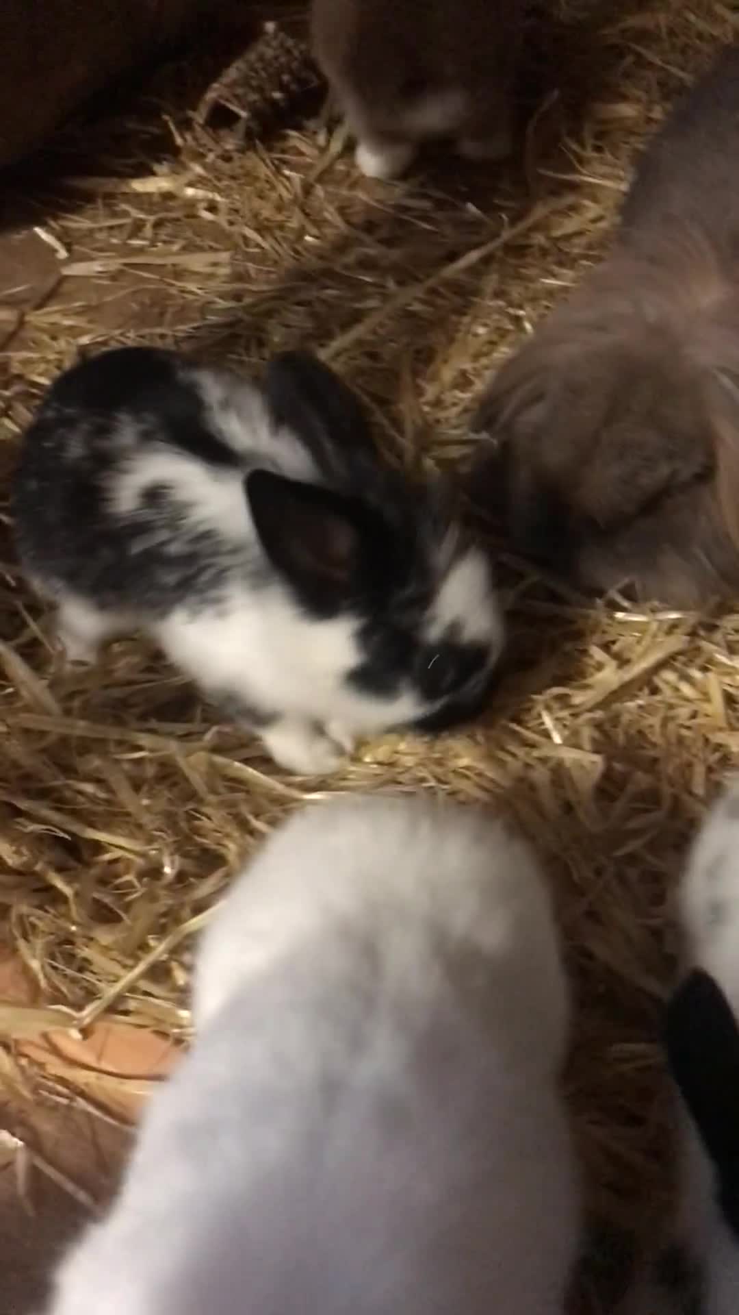 Mixed Breed rabbits for sale: Baby rabbits mixed breed  - Video 1