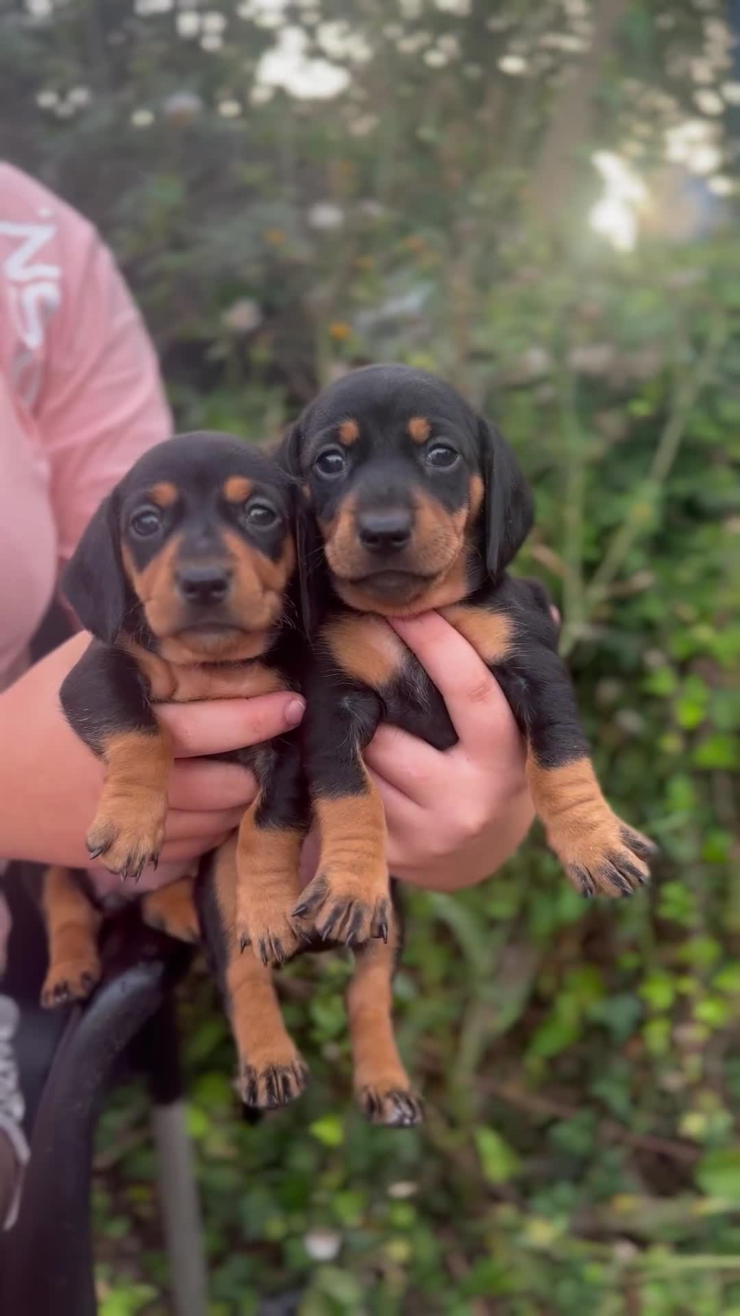 Dachshund dogs for sale: Beautiful dachshund puppies  - Video 1