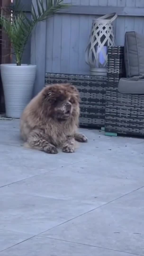 Chow Chow dogs for stud: Chocolate Split faced Merle Chow Chow Stud in Accrington - Video 4