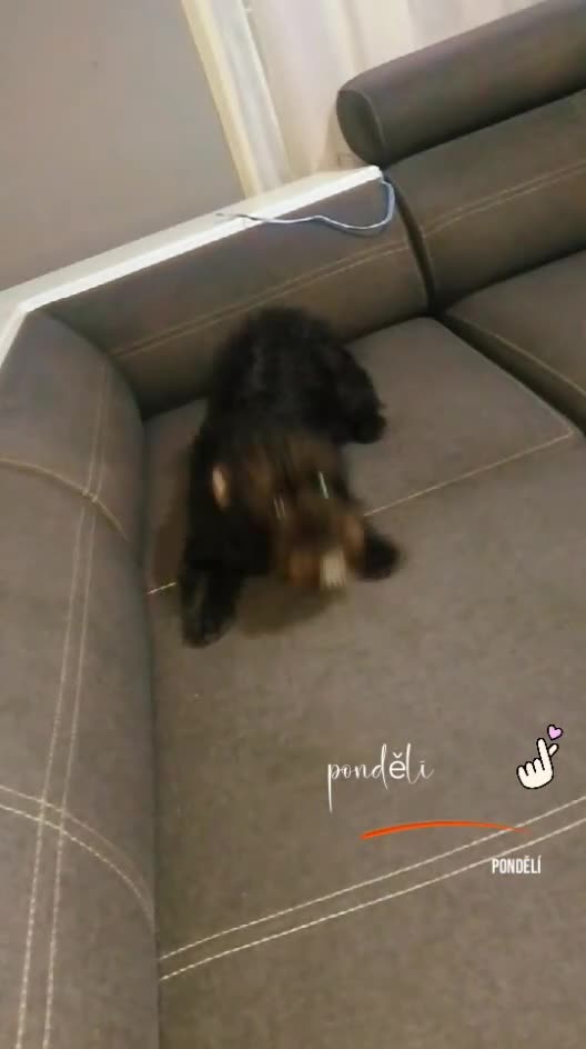 Mixed Breed dogs for sale: He is a Jackpo and Poodle crossbreed  - Video 2