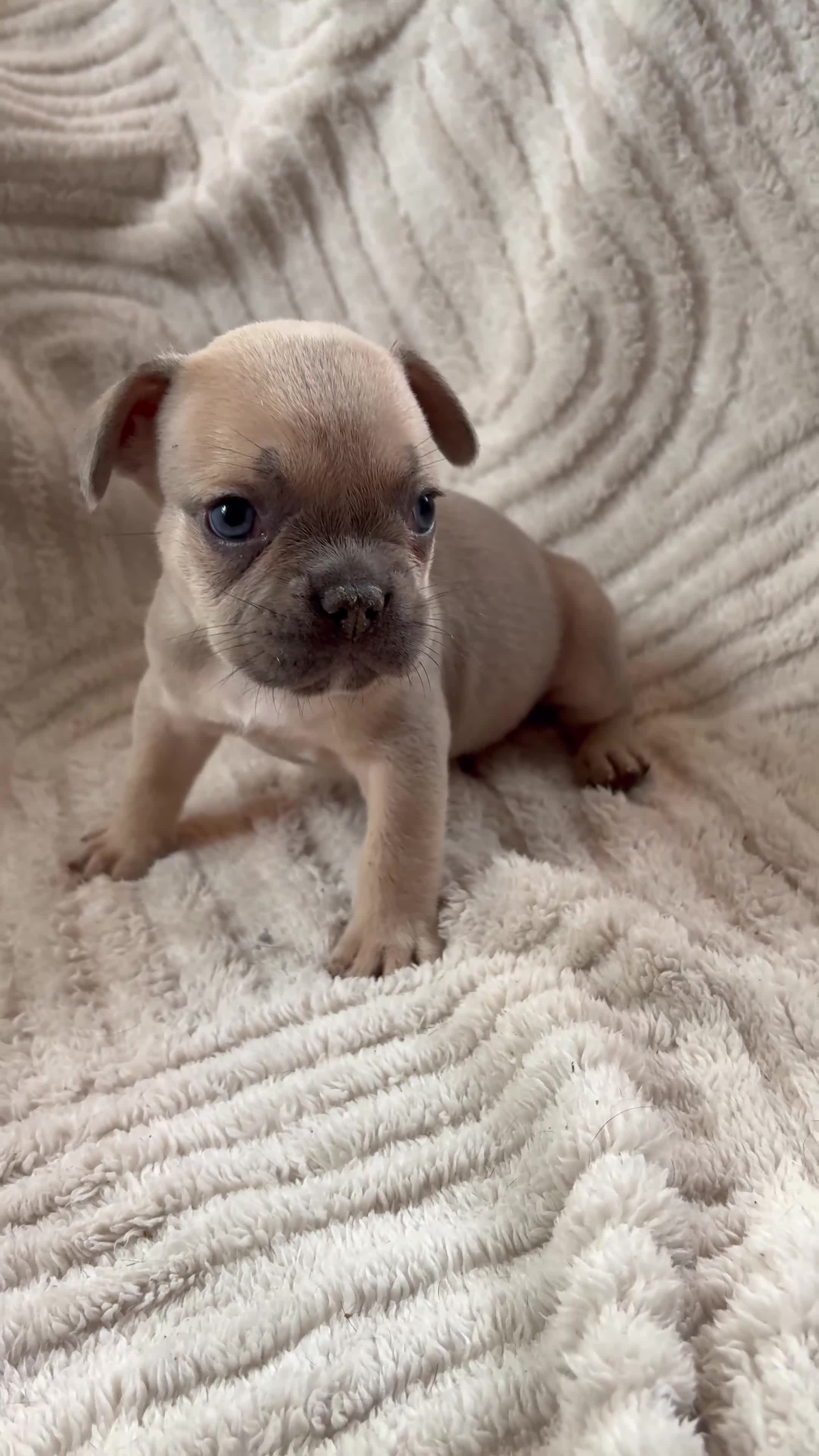 French Bulldog dogs for sale: French bulldog puppies  - Video 1