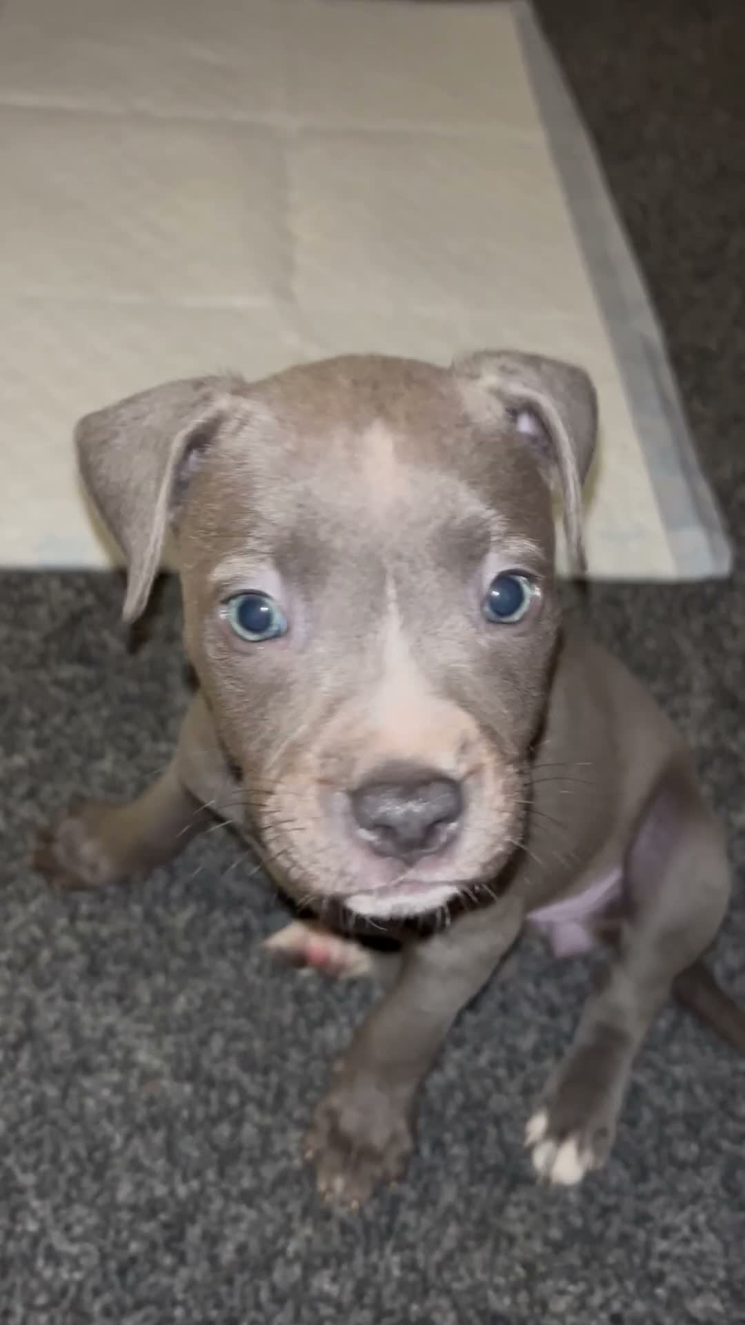 Mixed Breed dogs for sale: Blue Staffordshire bull terrier cross puppy  - Video 1
