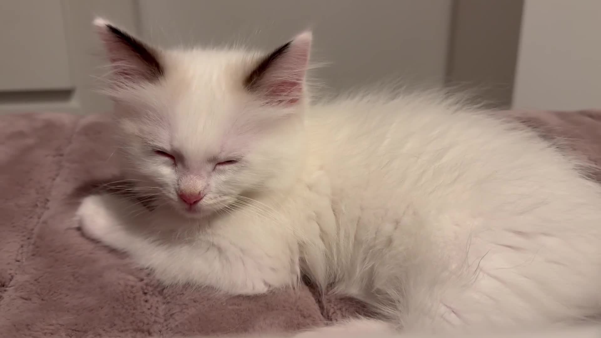 Ragdoll cats for sale: Fluffy pure Ragdoll boys looking for 5 star home  - Video 2