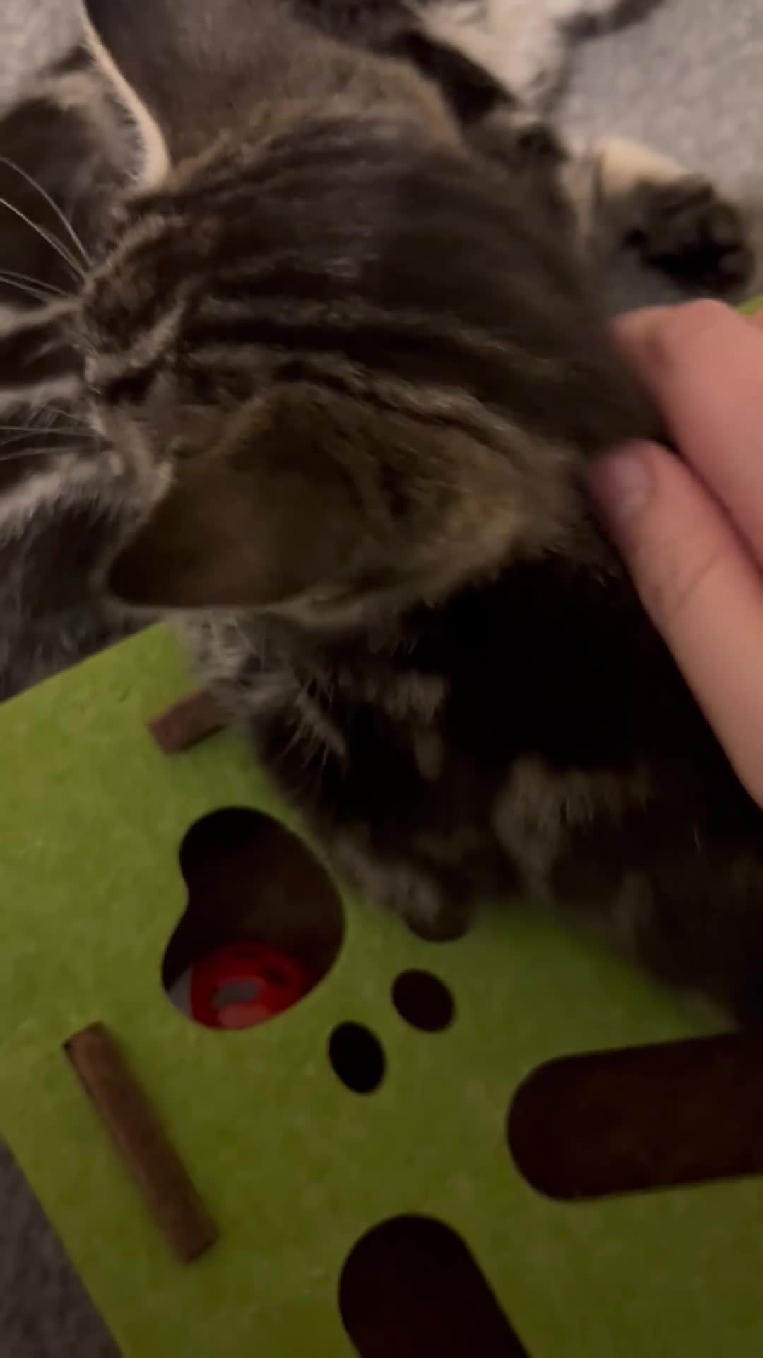 Mixed Breed cats for sale: 2 beautiful playful boys. Stunning tabby markings - Video 1