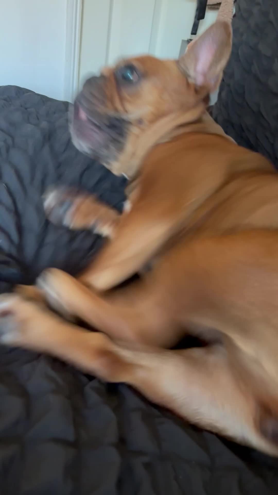 French Bulldog dogs for sale: lupo the french bulldog  - Video 5