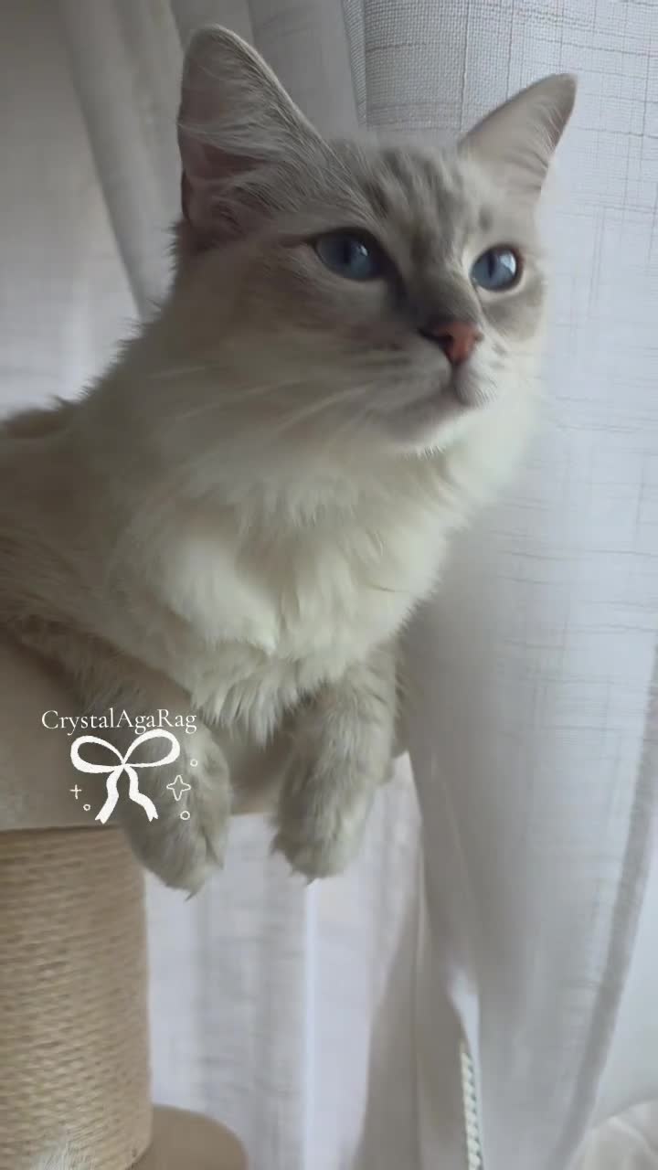 Ragdoll cats for sale: ✨ TORTIE ONE LEFT|CHAMPTION LINE|LITTER GCCF&TICA✨ - Video 1