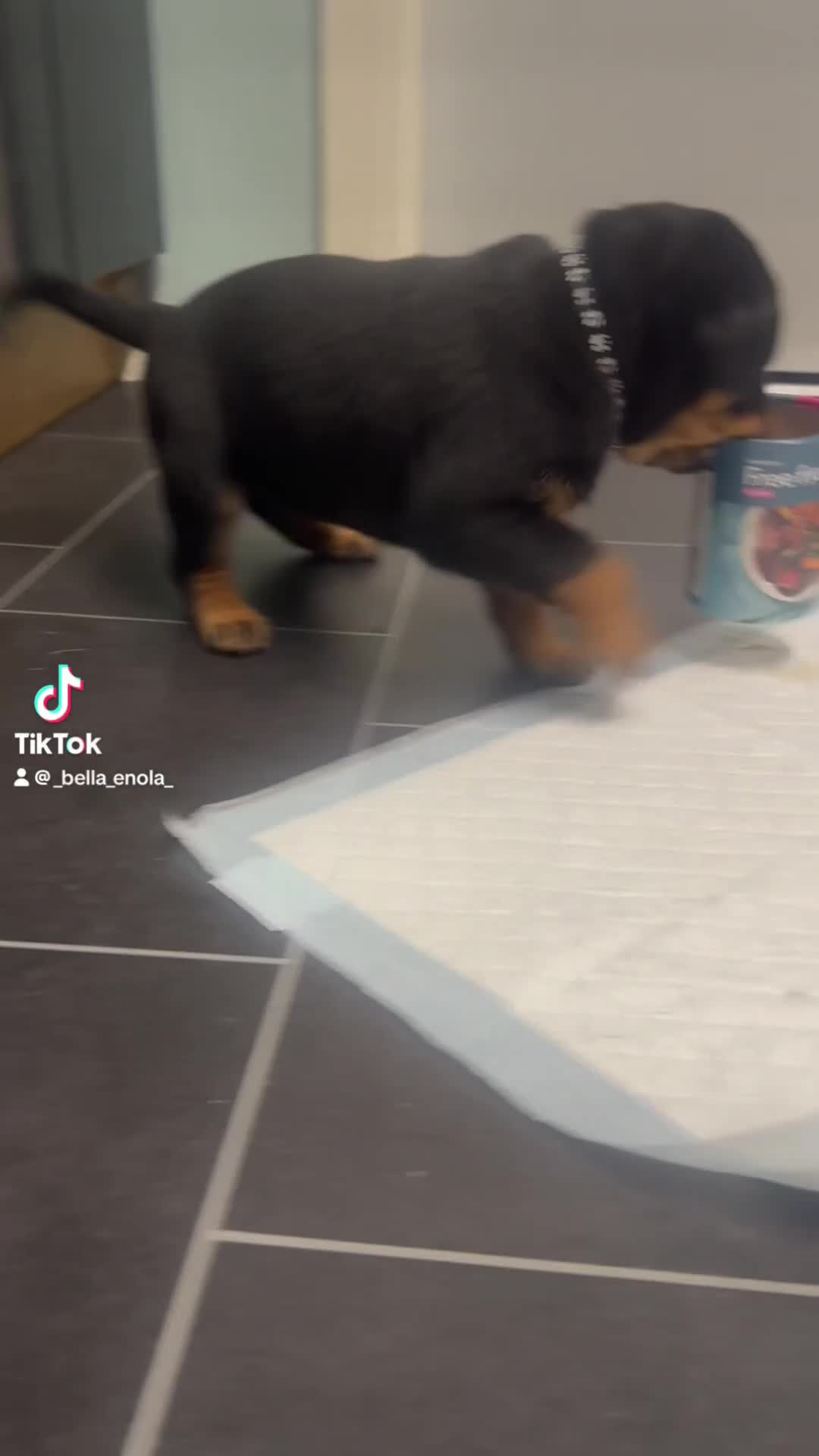 Rottweiler dogs for sale: 1 female beautiful Rottweiler puppy - Video 2