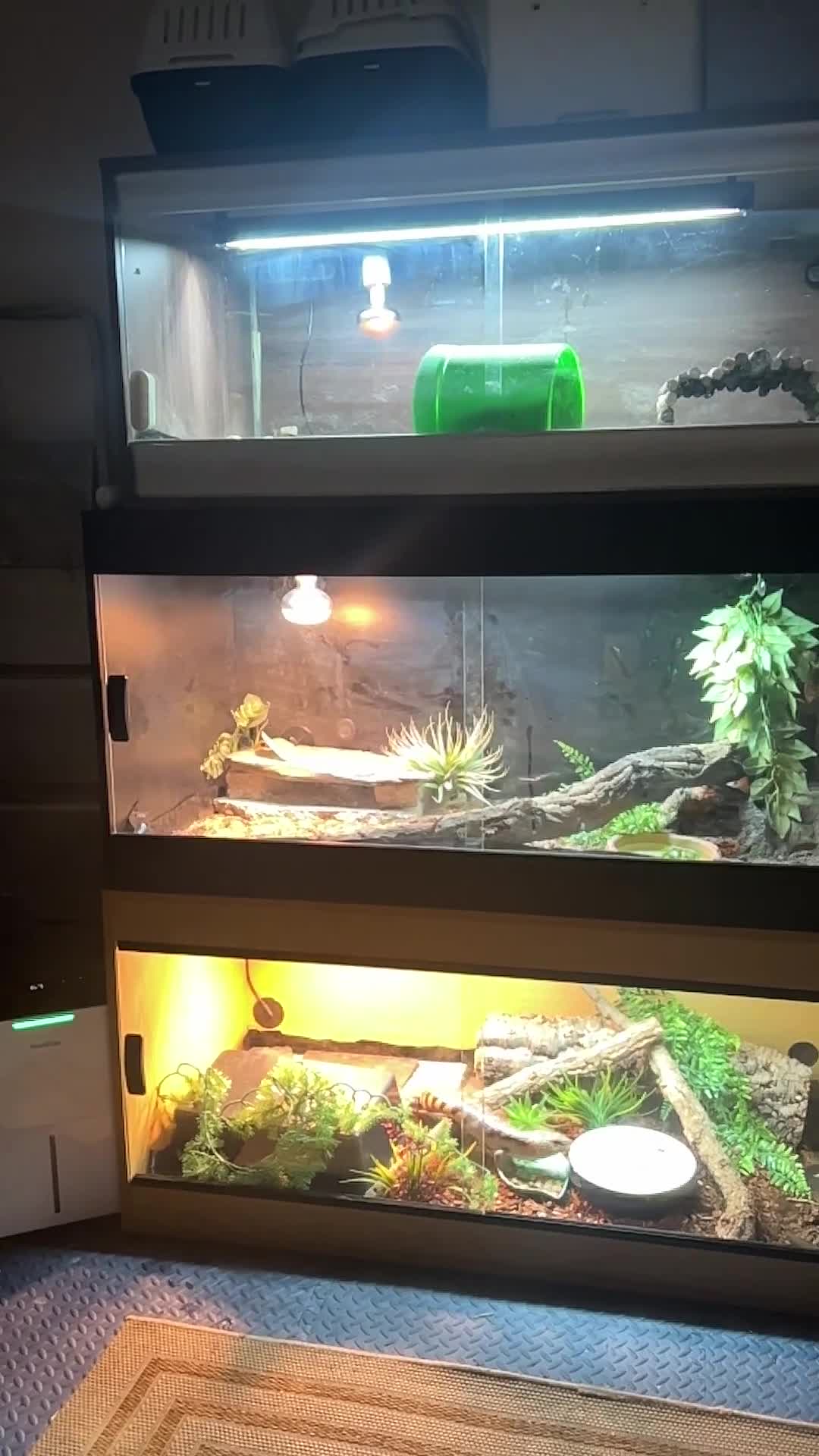 Pygmy Hedgehog rodents for sale: Male & Female Tenrecs with 4ft Vivarium Setup £400 - Video 1