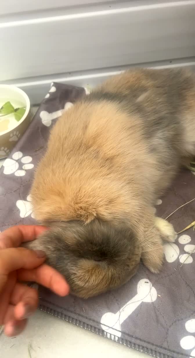 Mini Lop rabbits for sale: The most gorgeous Mini Lop boy, inside and out 🤍 in Swindon - Video 2