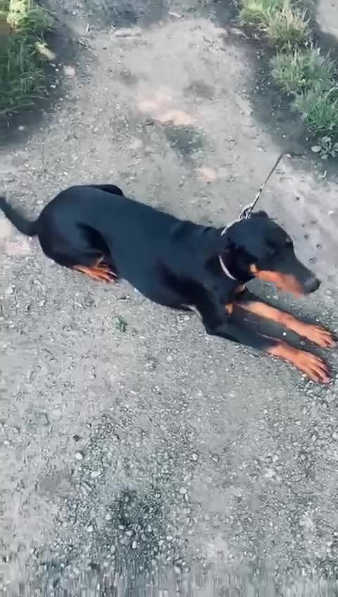 Dobermann dogs for sale: Doberman - Video 2
