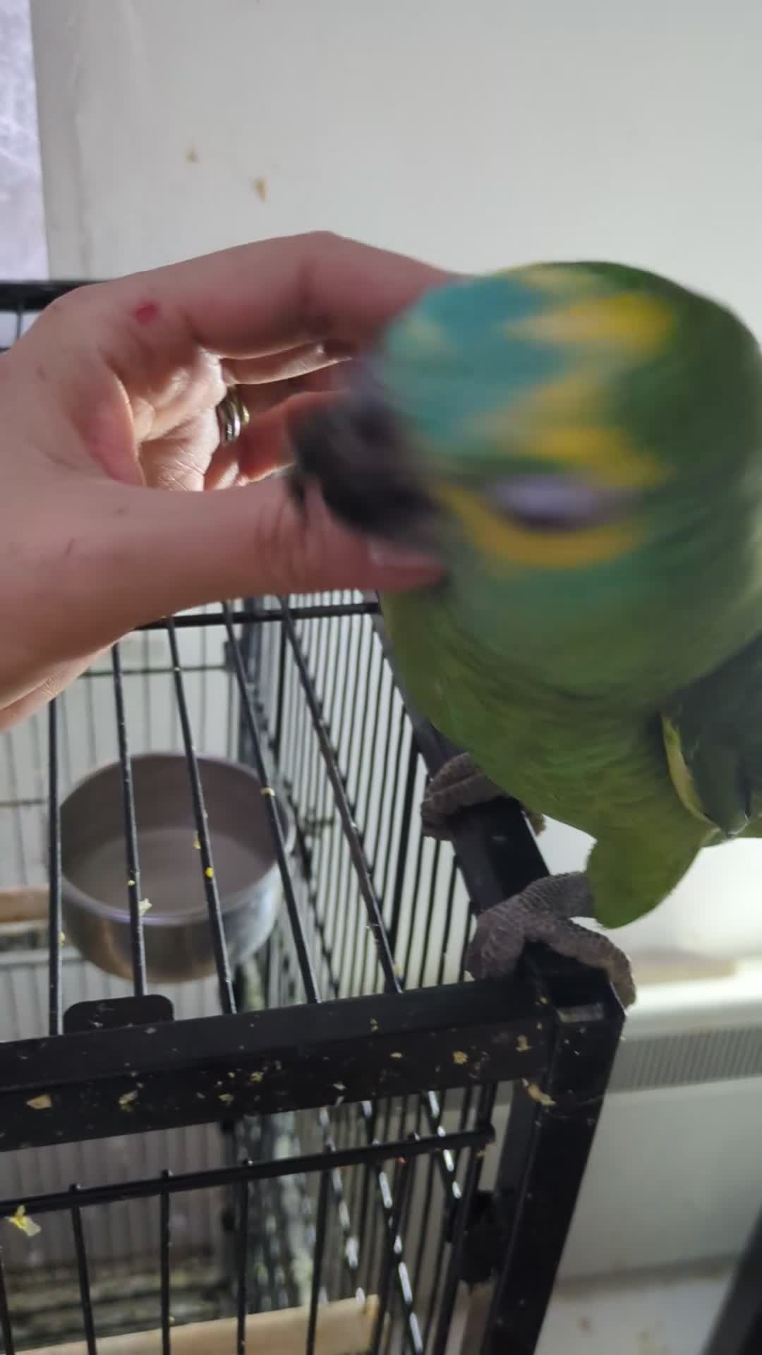 Parrots birds for sale: Hand reared super friendly blue fronted Amazons  - Video 1