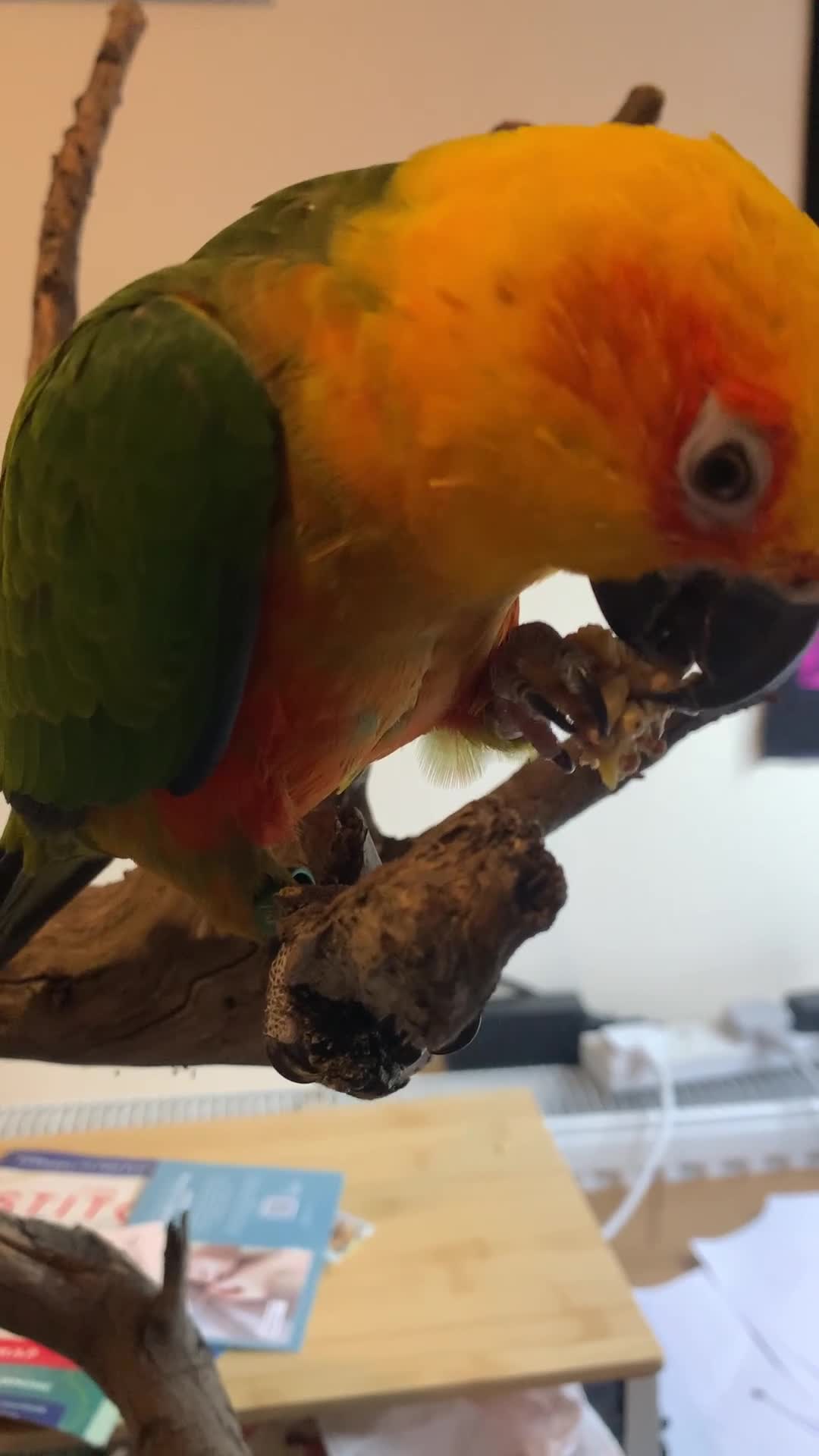 Conures birds for sale: Male Jenday Conure  - Video 1