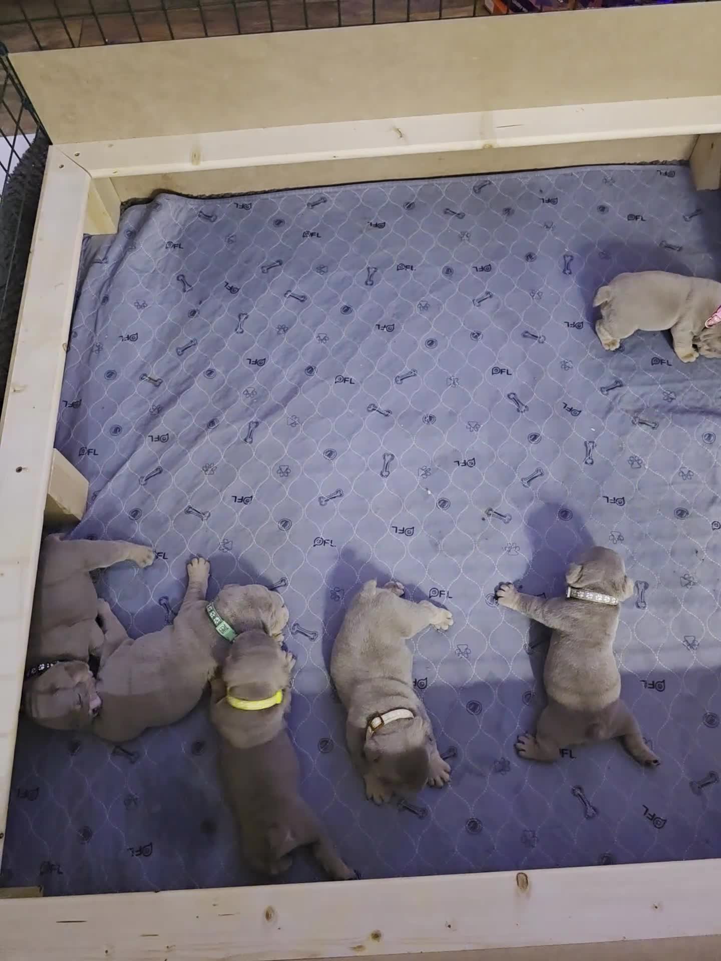 English Bulldog dogs for sale: Lilac/tan/ white English Bulldogs. 5 males. - Video 1