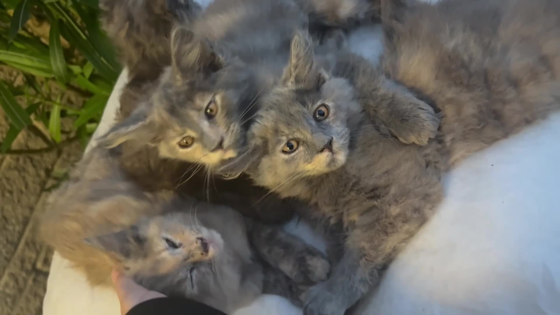 Maine Coon cats for sale: 3/4 Maine coon kittens 😻1 girl left😻 - Video 1