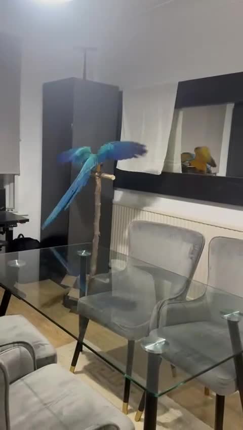 Macaws birds for sale: Hand reared tame Baby blue and gold macaw - Video 3