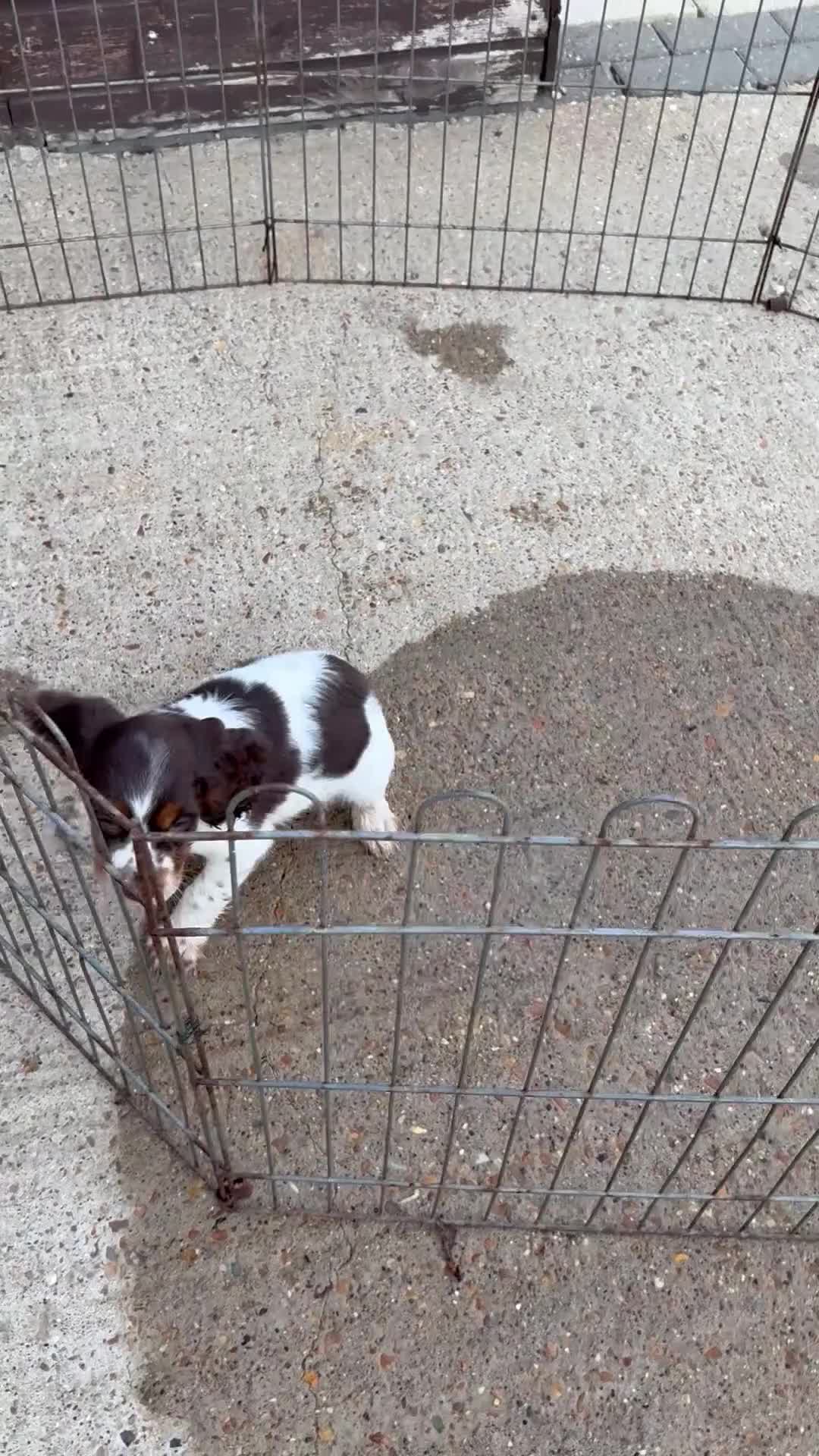 Cocker Spaniel dogs for sale: Cocker spaniel puppy  - Video 1