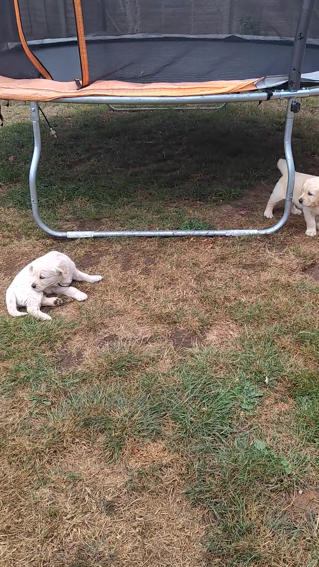 Golden Retriever dogs for sale: Gorgeous Golden Retriever Puppies  - Video 2