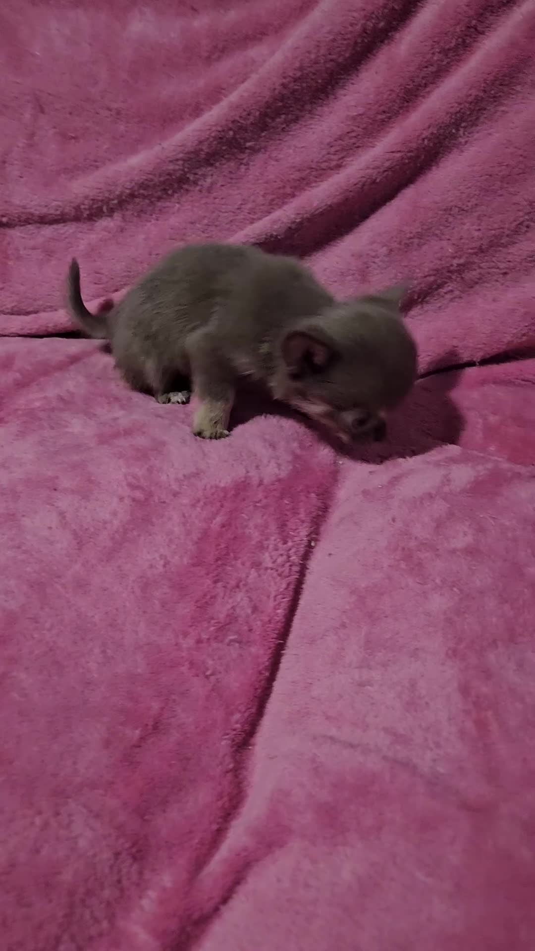 Chihuahua dogs for sale: TINY KC REG Lilac Chihuahua puppies - Video 1