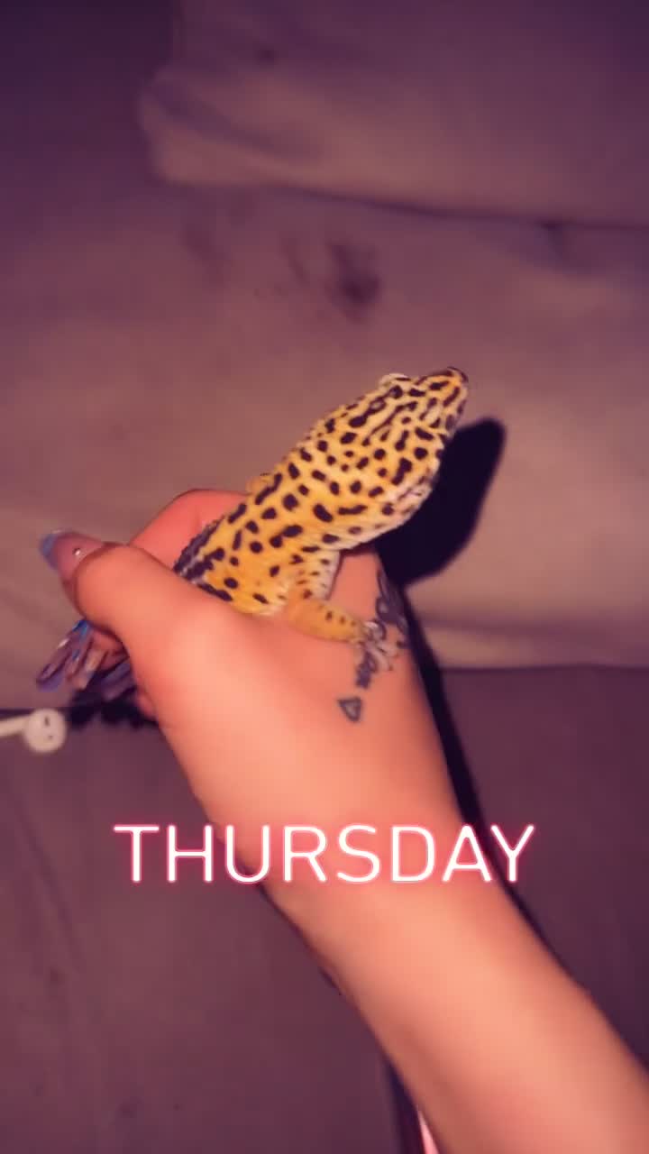Leopard Gecko reptiles for sale: Ozzy the leopard gecko ❤️ - Video 2