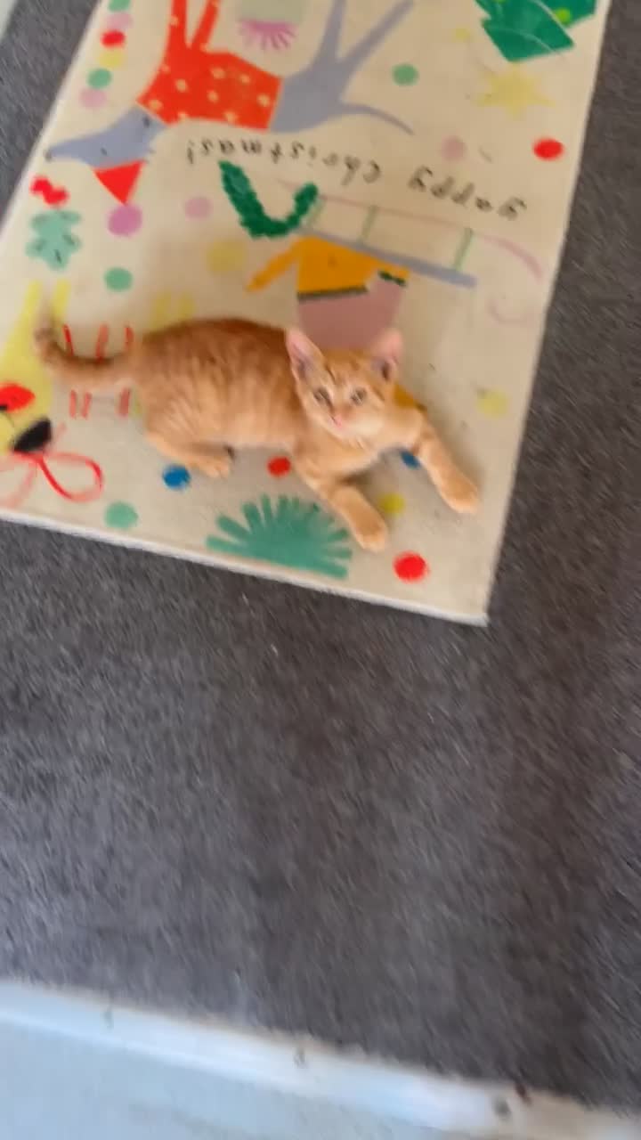 Mixed Breed cats for sale: 3 Male Kittens Ready For Loving Homes in Hayes - Video 1