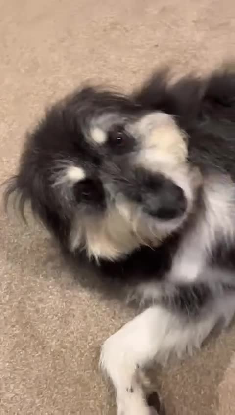 Mixed Breed dogs for sale: Loyalty Found: Adopt Luna the Shepherd Mix  - Video 1