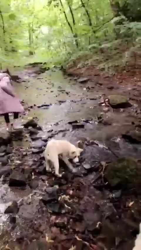 Akita dogs for sale: Pure White Akita -Loyal, Loving Family Dog & Stud in Bradford - Video 2