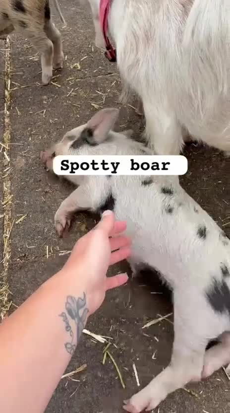 Pig livestock for sale: 🐷🍒Cherry’s delightful litter of Mini Pigs🍒🐷 - Video 1