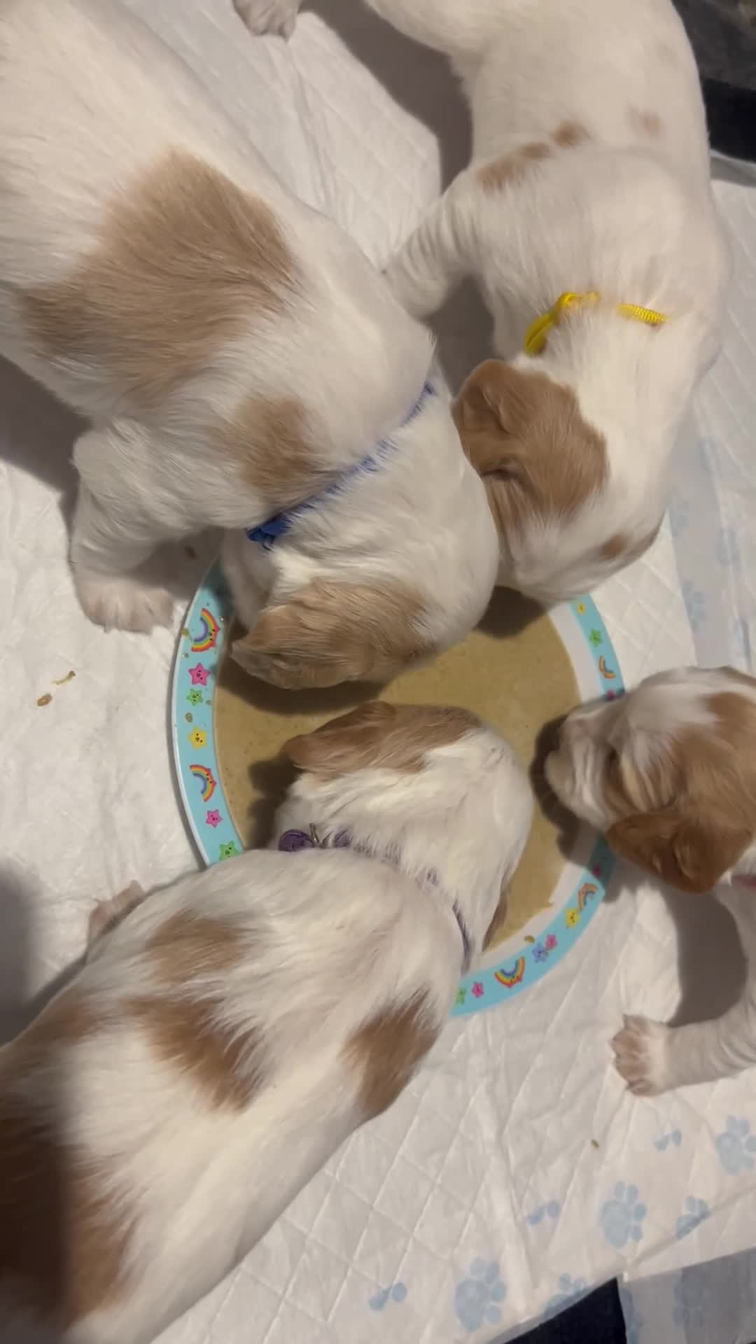 Cocker Spaniel dogs for sale: Cocker spaniel puppies  in Rotherham - Video 1